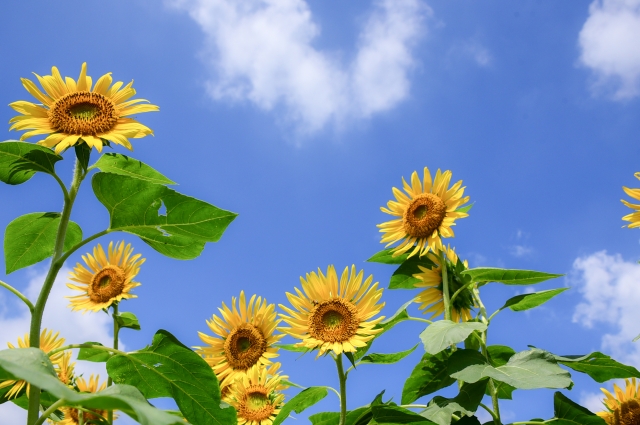 夏の空とひまわりの画像