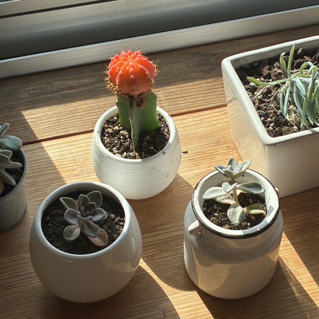 「良かれと思って」が逆効果？！　胡蝶蘭復活プロジェクト始動🌱