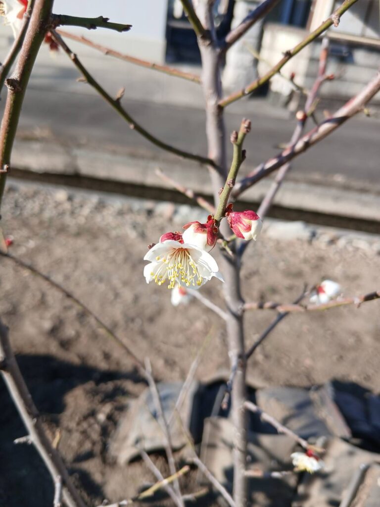 「使いやすい」には理由がある！収納の有効寸法とちょっとした工夫💡