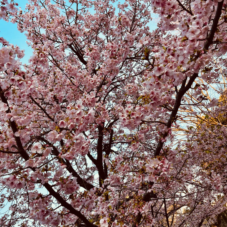 花粉の時期襲来🌲部屋干しにお悩みの方に伝えたい「余裕で部屋干し」そのヒミツ