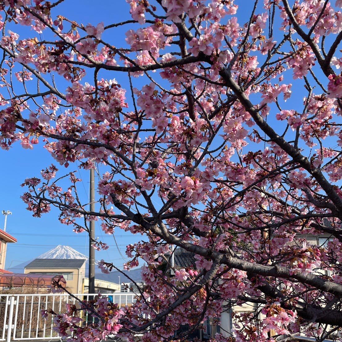 花粉の時期襲来🌲部屋干しにお悩みの方に伝えたい「余裕で部屋干し」そのヒミツ