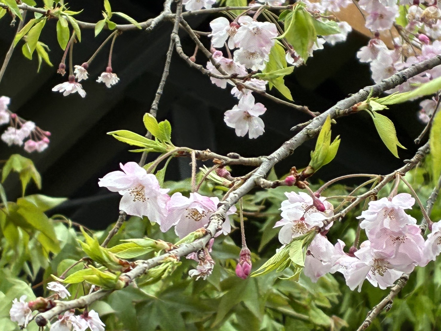 春の訪れを感じるEsoraのお庭便り📨暮らしを彩る5つの植物たち