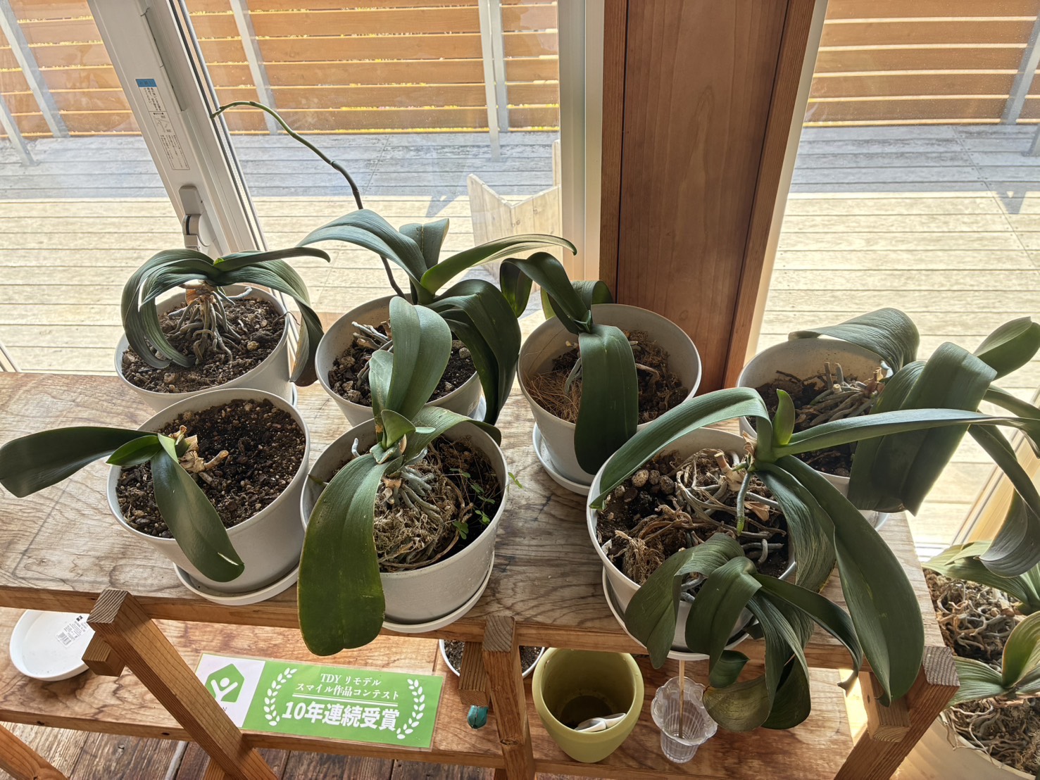 胡蝶蘭復活プロジェクト🌱　～胡蝶蘭のお引越し～