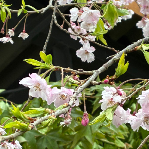 春の訪れを感じるEsoraのお庭便り📨暮らしを彩る5つの植物たち