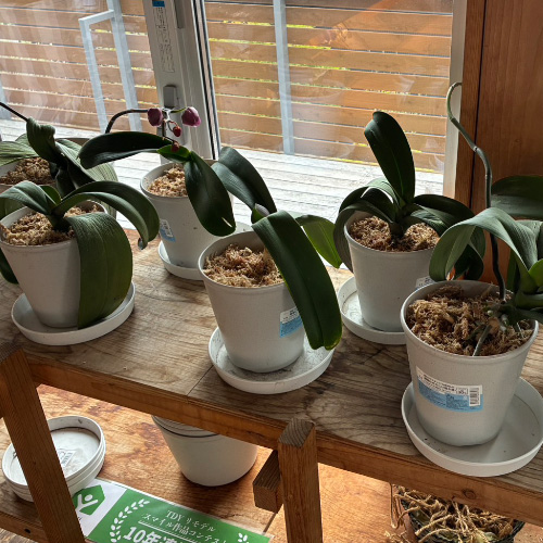 胡蝶蘭復活プロジェクト🌱　～胡蝶蘭のお引越し～