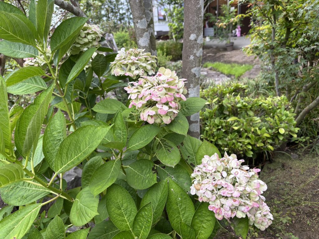 高気密・高断熱住宅でもカビは生える？｜原因と対策を富士市の工務店が解説