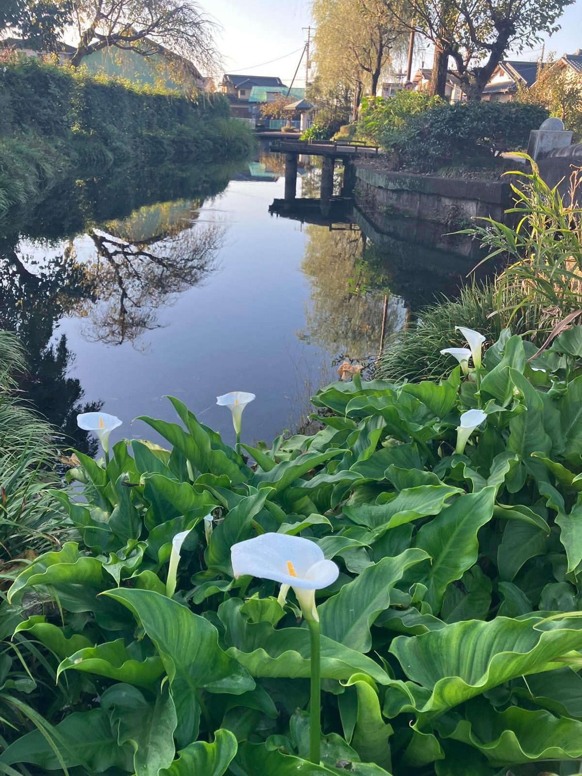 朝の散歩道。湧水とカラー