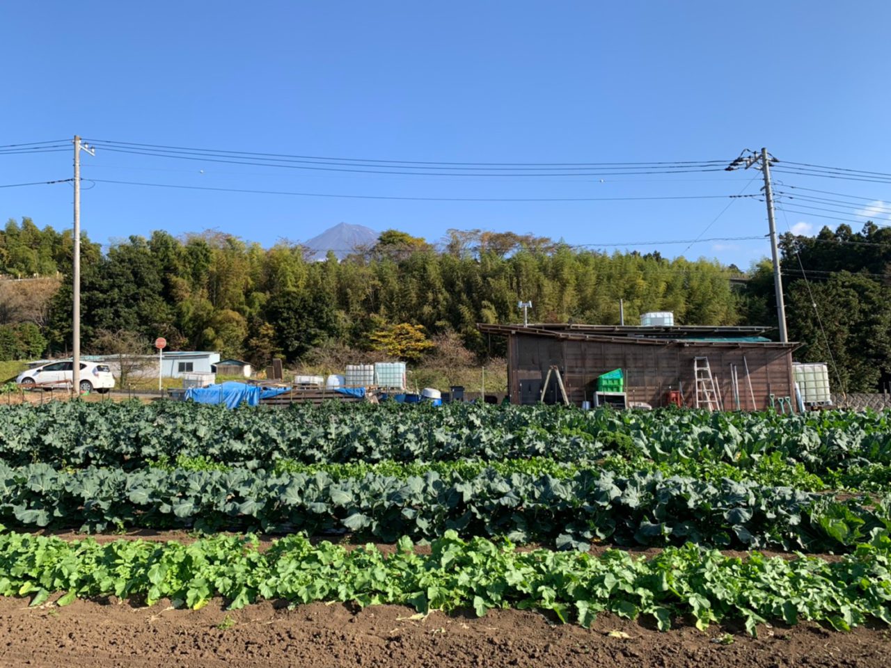 富士山の麓の畑にて